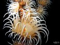 Anemone (2)